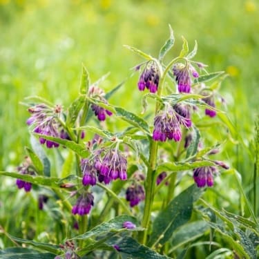 Close-up of comfrey plants with green leaves and clusters of small purple bell-shaped flowers growing in a grassy field.