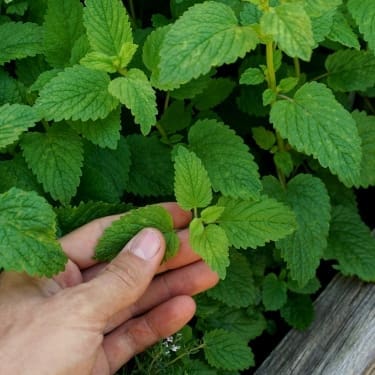 Close-up of a hand gently holding a fresh green herb sprig among dense mint-like leaves with textured, serrated edges.