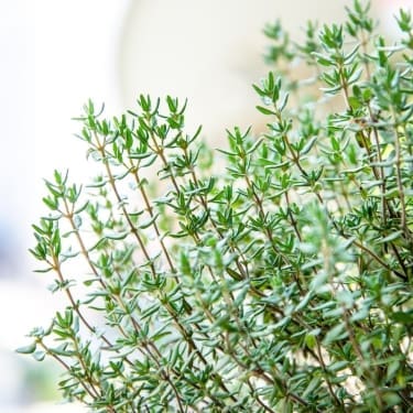Close-up of fresh thyme sprigs with tiny green leaves and thin woody stems against a soft, bright background.
