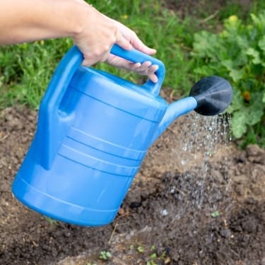 person watering their garden