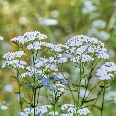 yarrow plant