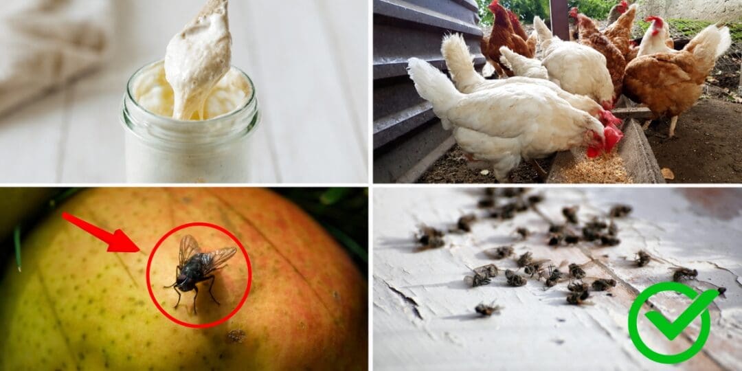 7 Everyday Things That Attract Flies (Get Rid of Them ASAP)