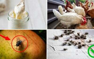 7 Everyday Things That Attract Flies (Get Rid of Them ASAP)