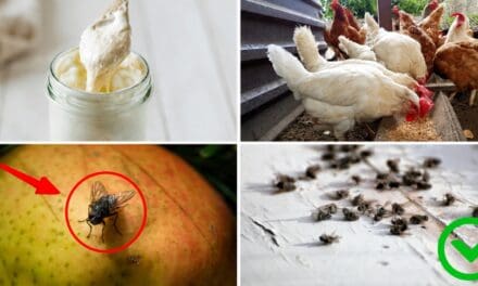 7 Everyday Things That Attract Flies (Get Rid of Them ASAP)