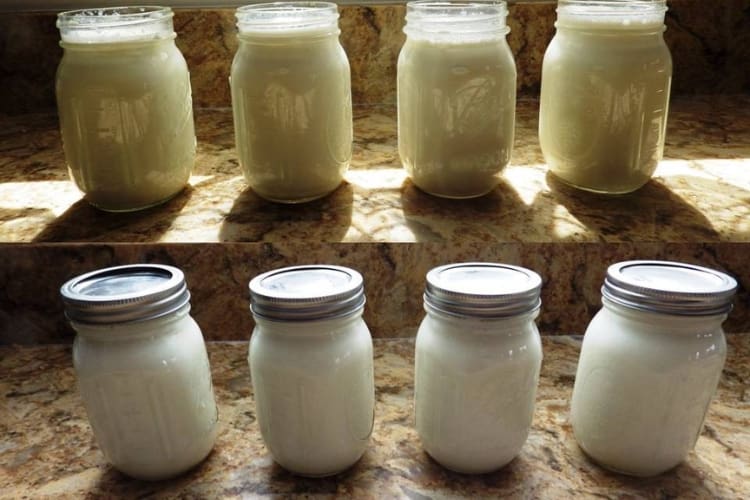 YOGURT READY FOR FERMENTATION