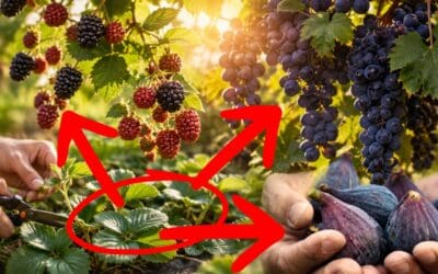 9 Fruits You Can Grow from Cuttings