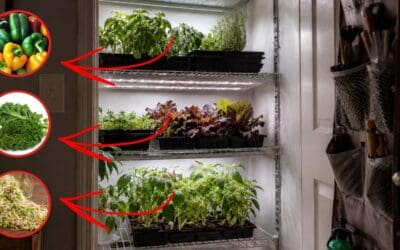 DIY Closet Farming Guide