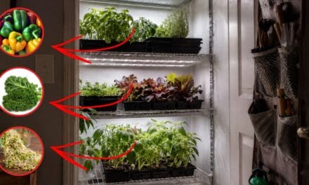 DIY Closet Farming Guide