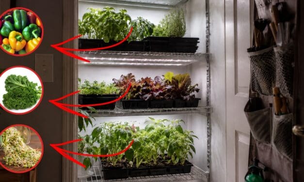 DIY Closet Farming Guide