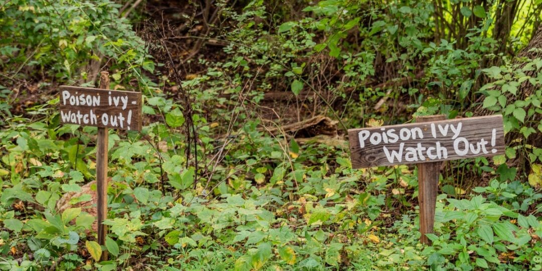 How to Get Rid of Poison Ivy for Good, Without Chemicals