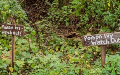 How to Get Rid of Poison Ivy for Good, Without Chemicals