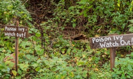 How to Get Rid of Poison Ivy for Good, Without Chemicals