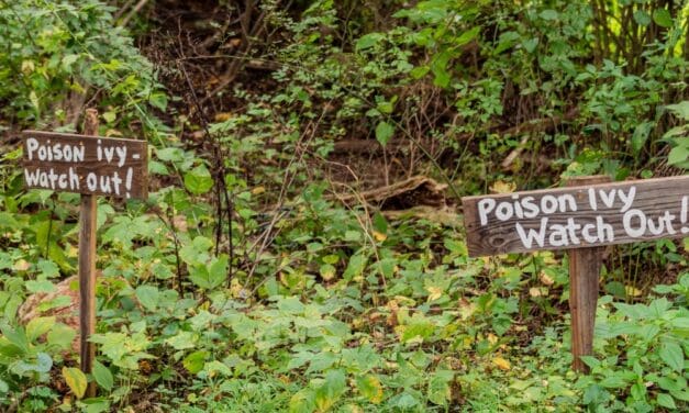How to Get Rid of Poison Ivy for Good, Without Chemicals
