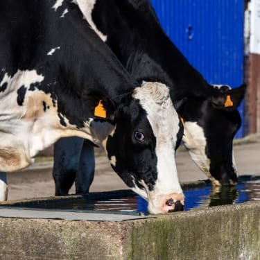 two cows drinking water