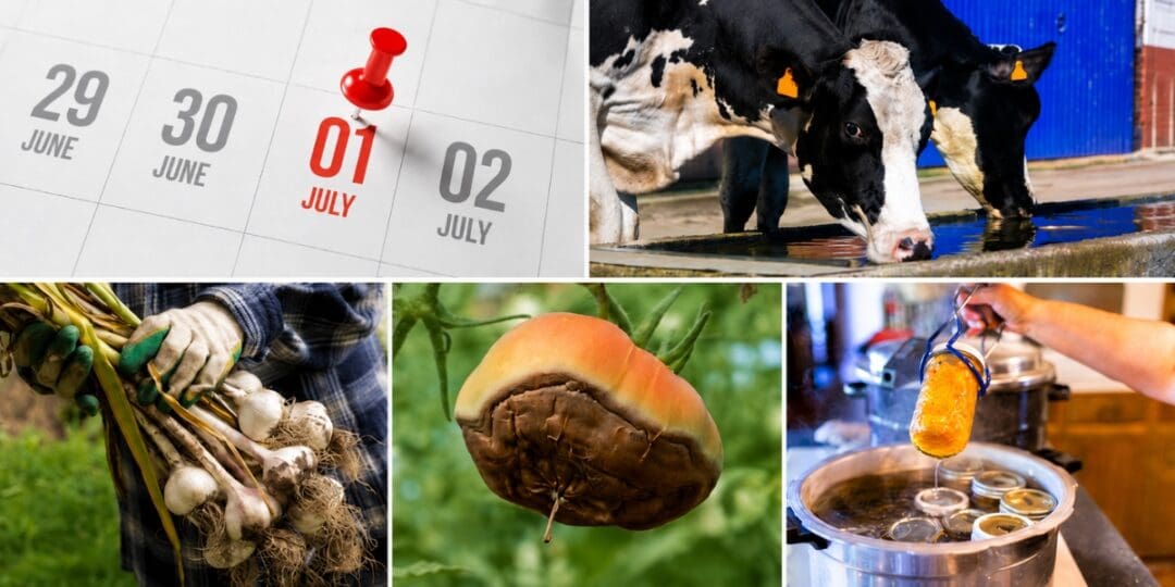 What July Says About Your Homestead