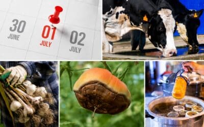 What July Says About Your Homestead