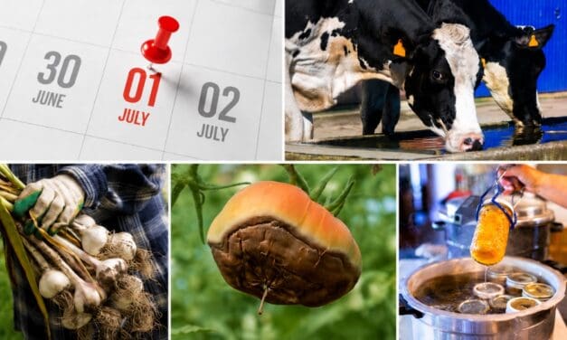 What July Says About Your Homestead