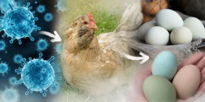 Why Some Hens Lay Blue Eggs (and Why This Happens)
