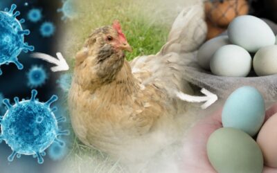 Why Some Hens Lay Blue Eggs (and Why This Happens)