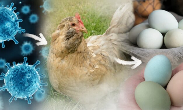 Why Some Hens Lay Blue Eggs (and Why This Happens)