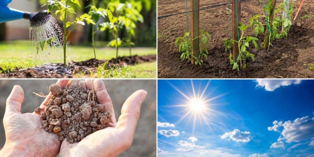 Why Your Garden Wilts in July Even When You Water Every Day