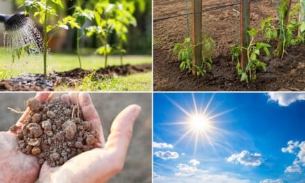 Why Your Garden Wilts in July Even When You Water Every Day