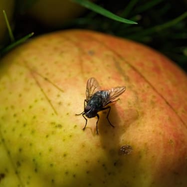 Overripe Fruit