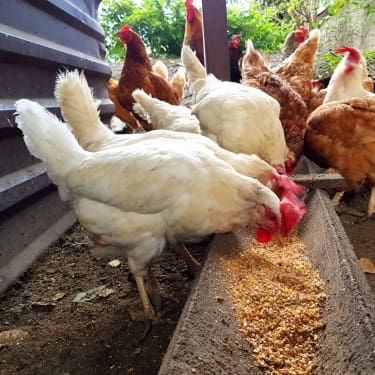 chicken feed