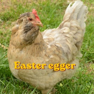 easter egger chicken 