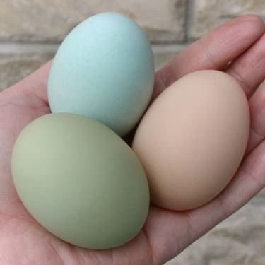 blue, green, and normal brown egg