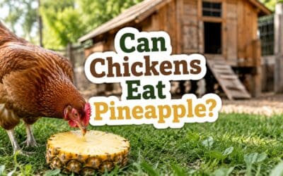 Can Chickens Have Pineapple? What Every Flock Owner Needs to Know