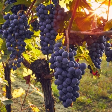grapes on a vine