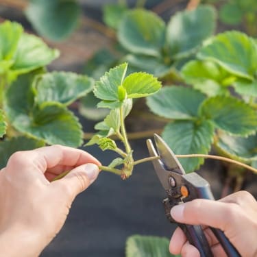 person taking fruit cutting