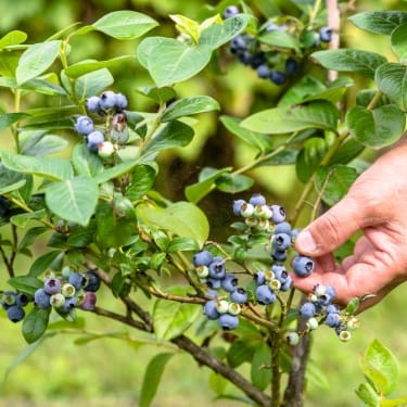 blueberry bush