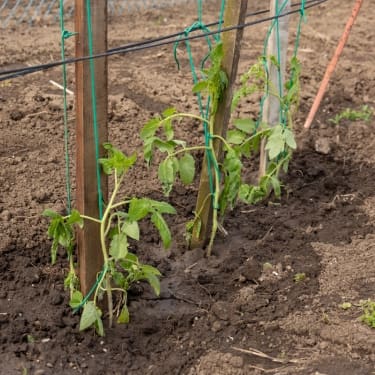 wilted tomato plants