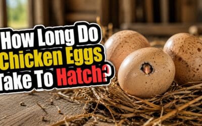 How Long Do Chicken Eggs Take to Hatch? A Complete Incubation Guide
