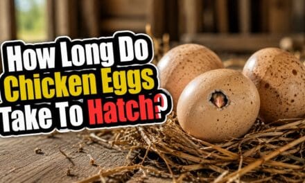 How Long Do Chicken Eggs Take to Hatch? A Complete Incubation Guide