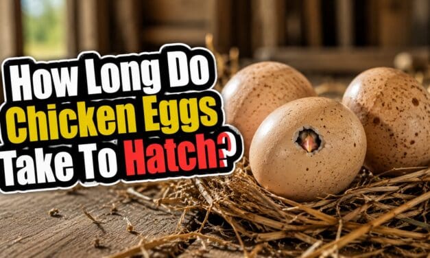 How Long Do Chicken Eggs Take to Hatch? A Complete Incubation Guide