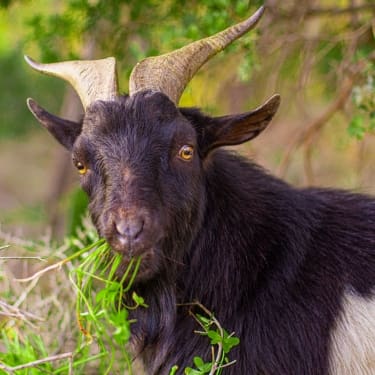 goat eating grass