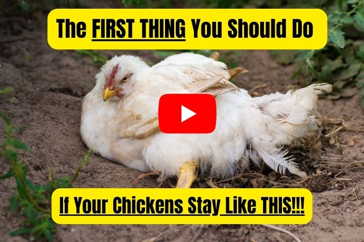 This is what you should do with sick chickens