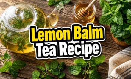 Lemon Balm Tea Recipe: How to Make It Fresh, Dried, or Cold Brewed