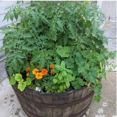 permaculture pot