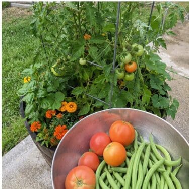 harvest from permaculture
