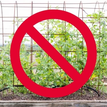 climbing tomatos