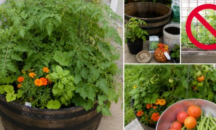 DIY Food-Generator in a Box