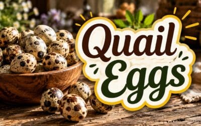 Quail Eggs: Nutrition, Uses, and Why Every Homesteader Should Raise Quail