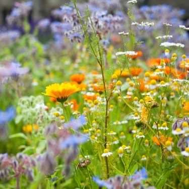 photo of medicinal plants