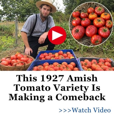 amish tomato makes a comeback