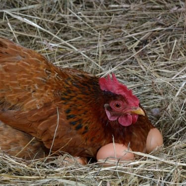 brown hen sitting on a bunch of eggs