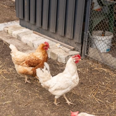 hens in the yard